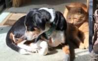 are beagles good with cats