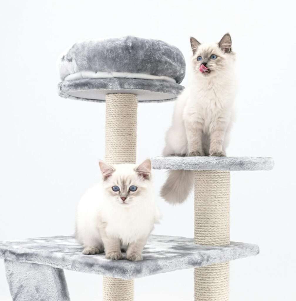 are ragdoll cats hypoallergenic