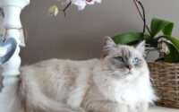 are ragdoll cats hypoallergenic