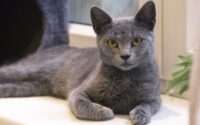 are russian blue cats aggressive