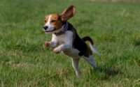 how fast can beagles run