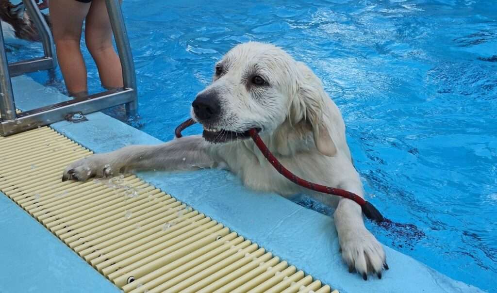 how long can a dog swim