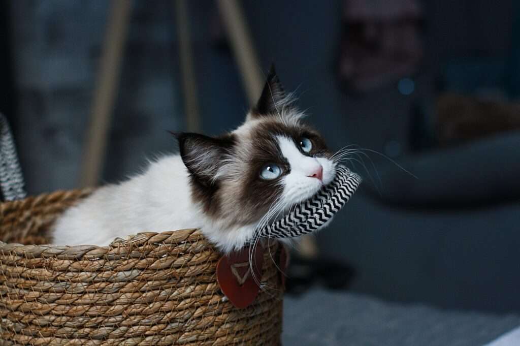 how much do ragdoll cats cost