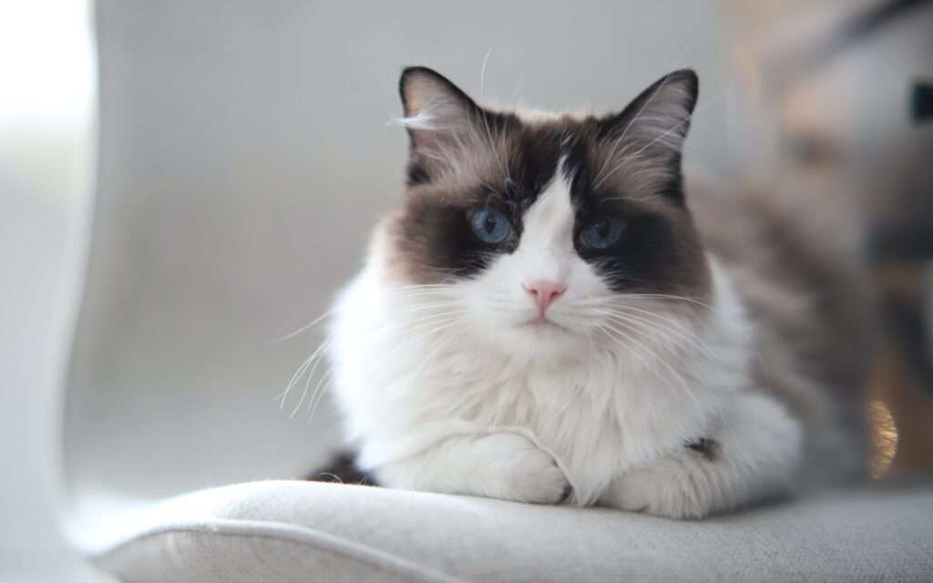 how much is a ragdoll cat