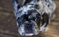 merle french bulldog