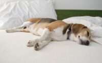 what do beagles usually die from