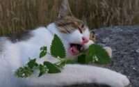 best catnip