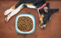 best dog food for allergies