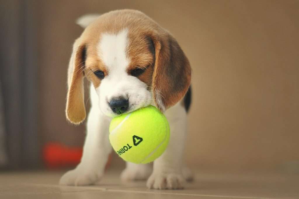 how smart are beagles