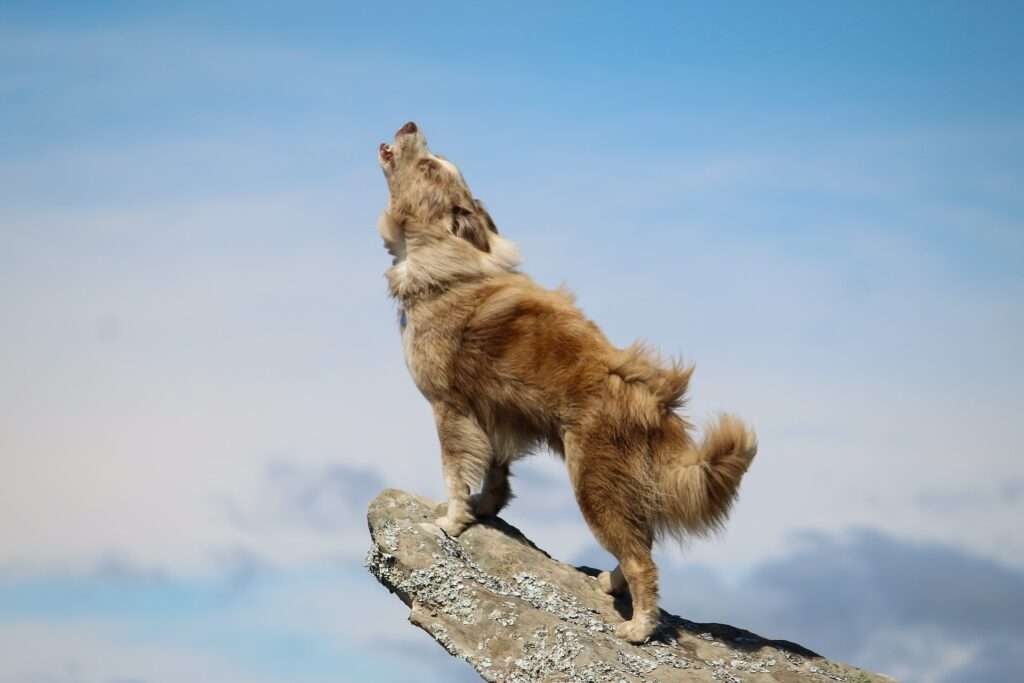 is it cruel to make your dog howl