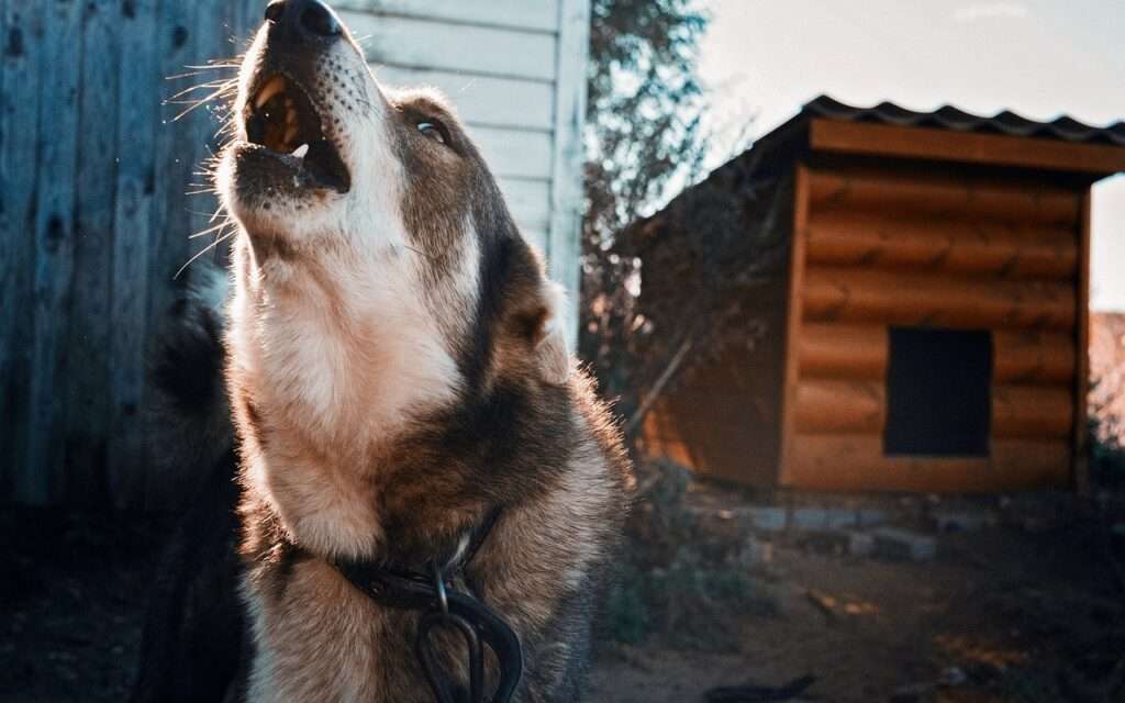 sounds to make your dog howl