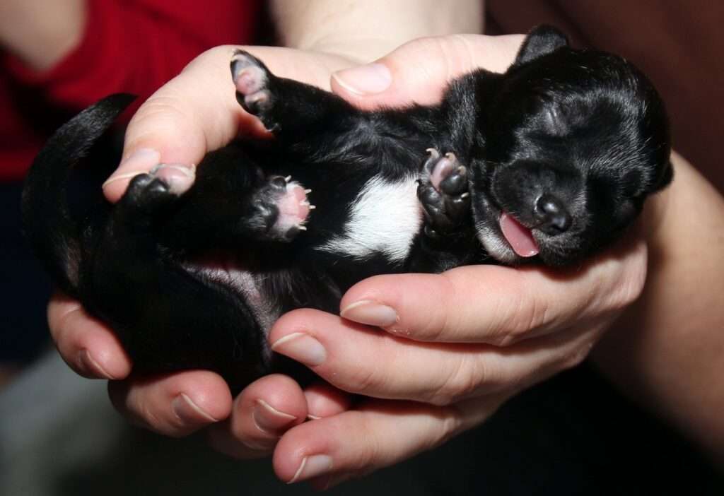 how long can you leave newborn puppies unattended