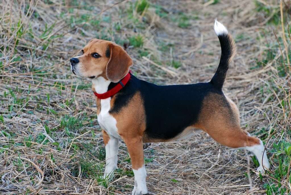 are beagles good with cats