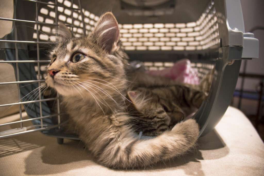 how long can a cat stay in a crate