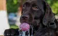 what does it mean when an older dog starts drinking a lot of water