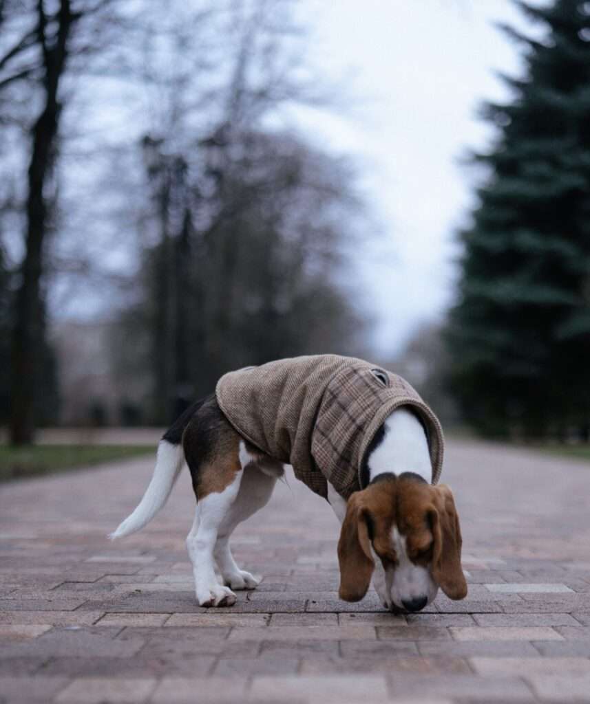 why beagles are the worst dogs