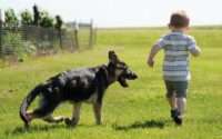 are german shepherds good with kids