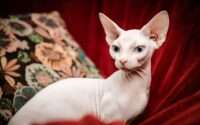 can hairless cats grow hair