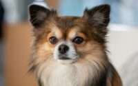 long haired chihuahua