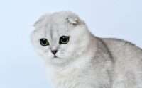 scottish fold munchkin cat