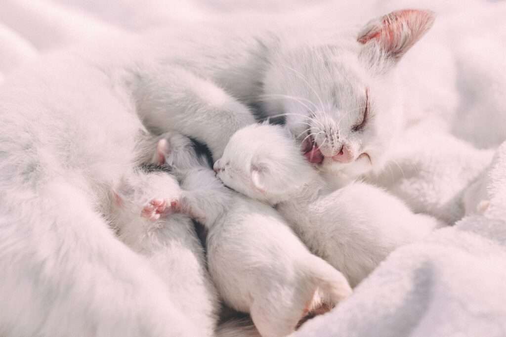 when can kittens leave their mother