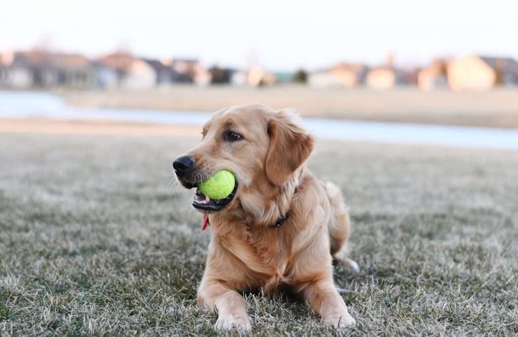 why are tennis balls bad for dogs