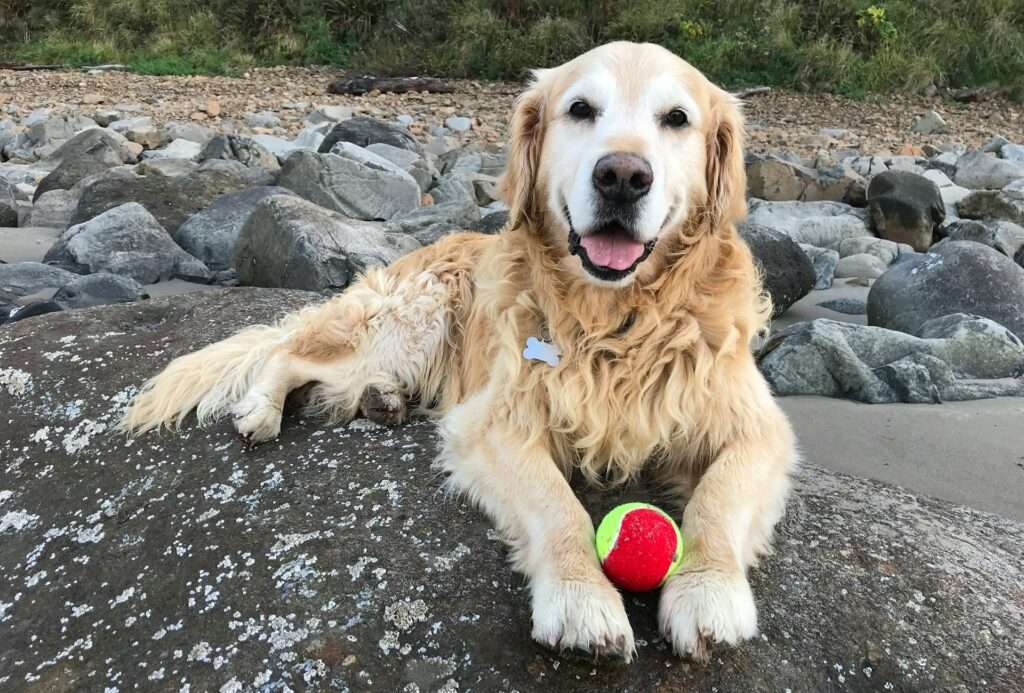 why do dogs like tennis balls so much