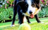 why do dogs love tennis balls