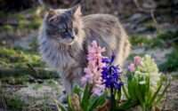 are maine coons friendly