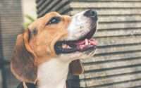 do beagles bark a lot