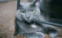 russian blue lifespan