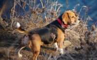 what do beagles hunt