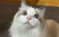 why are ragdoll cats called ragdolls