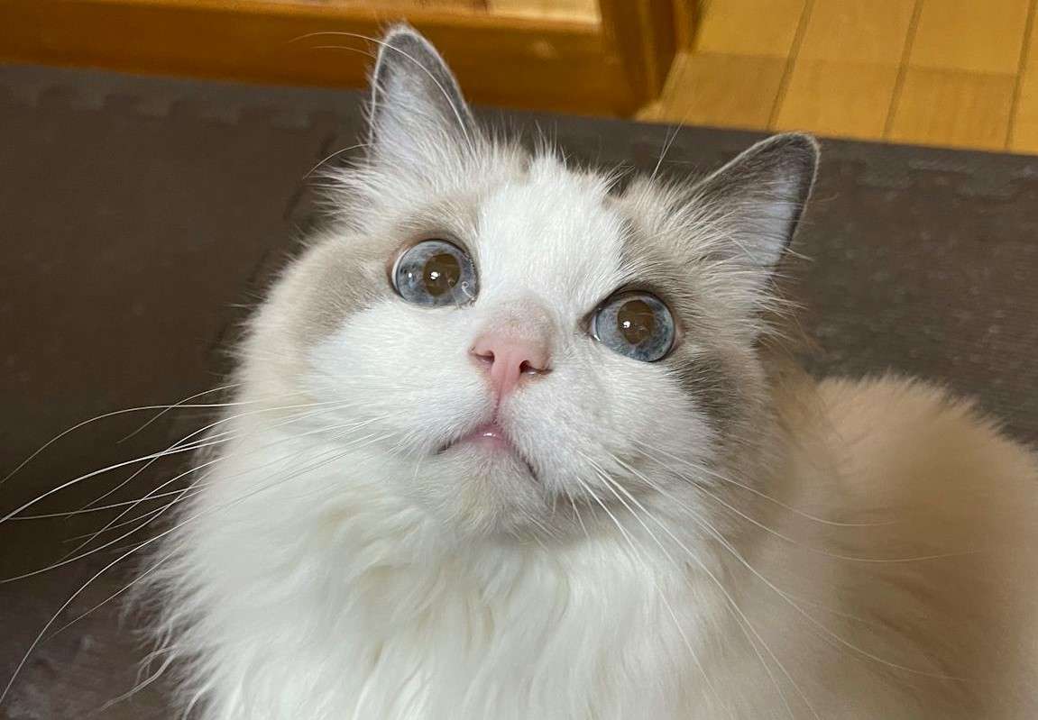 Why Are Ragdoll Cats Called Ragdolls? Everything You Need to Know ...