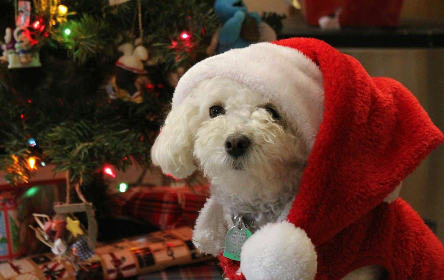 21 Best Dog Christmas Gifts (2024) Top Picks for Your Furry Friend