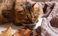 best cat food for senior cats