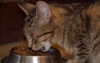 cat food for urinary health