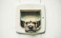 dog door