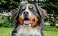 do bernese mountain dogs shed