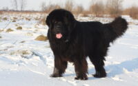 newfoundland dog