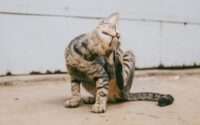 best cat flea treatment